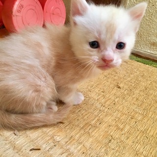 仔猫の里親さん募集中！