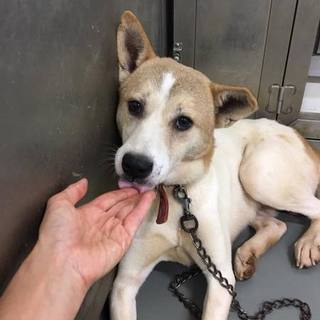 しし罠紳士、ちょっと渋い男爵くん。