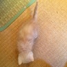 仔猫の里親さん募集中！ サムネイル2
