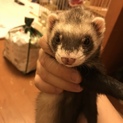 フェレット 2歳 里親さん募集 