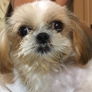 シーズー5ヶ月位の女の子