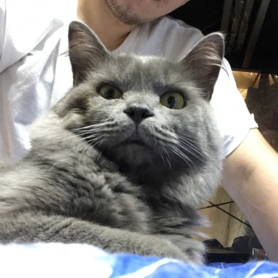 アビーのカバー写真