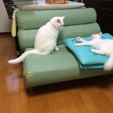 てんちゃんの写真