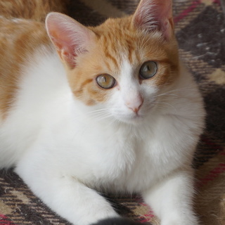 柔らかい手触りの茶白ちゃん