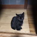 子猫の里親募集してます(^^)/