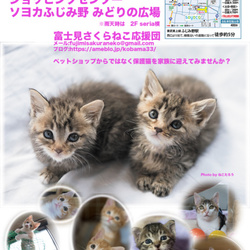 富士見さくらねこ応援団  里親会