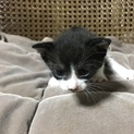 人懐っこい白と黒の子猫 生後3ヶ月