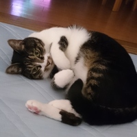 ハナ
