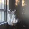 もも大福 さん