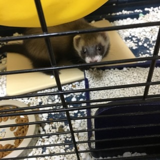 生後3ヶ月、フェレットの女の子