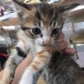 生後1ヶ月子猫