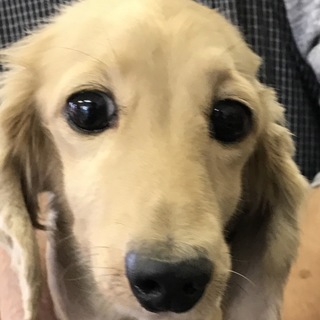 ダックスの女の子