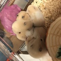 ゴールデンハムスター里親募集