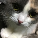 再募集。穏やかなスコティッシュフォールドちゃん