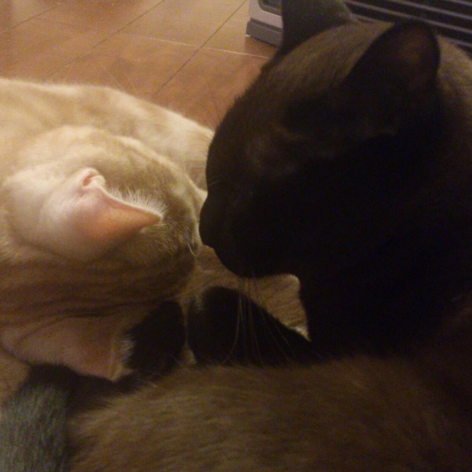 アイラのカバー写真