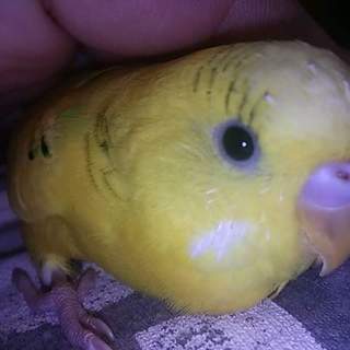 大人手乗りセキセイインコ