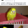 大人手乗りセキセイインコ サムネイル3
