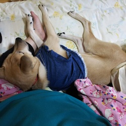 ドスっともふもふ。