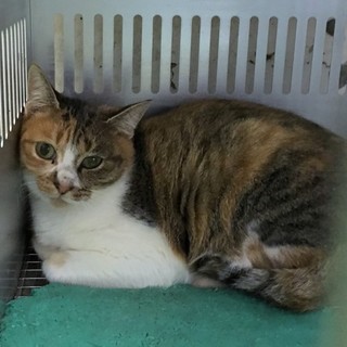 落ち着いた印象の三毛ちゃん