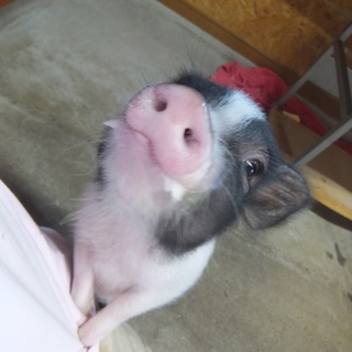 6月生まれ　ミニブタ　女の子