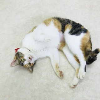 三毛猫さんの家族になって下さい