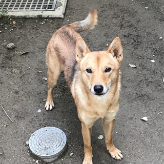 お庭で遊ぶの大好きな、散歩キライな珍しい僕です‼︎