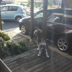 「きなこのお仕事」サムネイル1