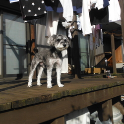 「きなこのお仕事」サムネイル2