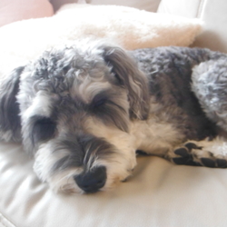 「きなこのお仕事」サムネイル3