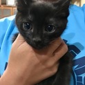 9月17日生まれの 黒猫ちゃん