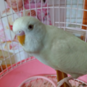 ★よくしゃべるインコ、言葉をよくしゃべります★