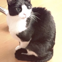 こてん