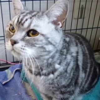 飼主放棄アメリカンショートヘア