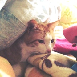 同一人物とは思えない寝顔