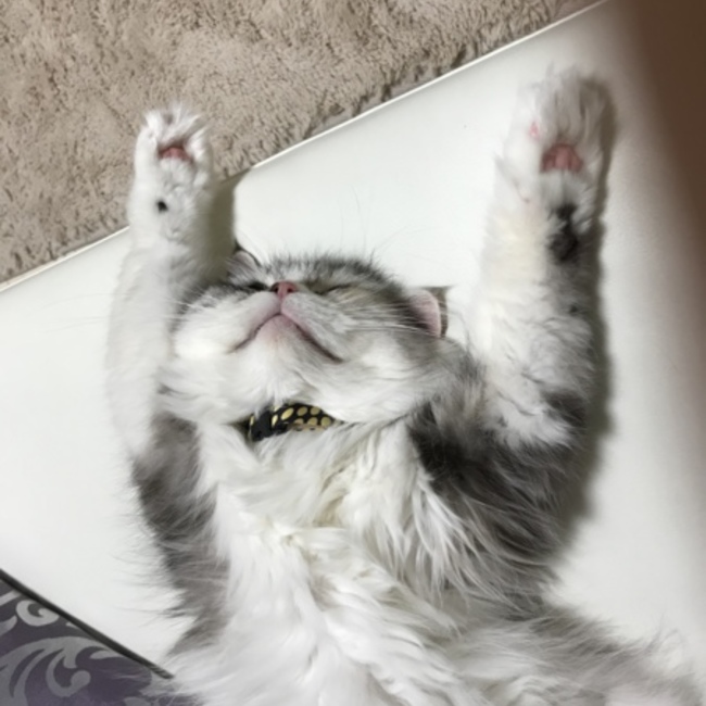 えりりん3号のカバー写真