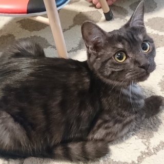 まん丸甘えん坊アメショハーフの男の子！