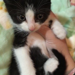 白黒の可愛い子猫！！