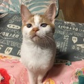 5兄妹のむぎくん