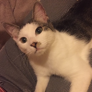 【人懐こい】キジ白男の子お願いします！【甘えんぼ】