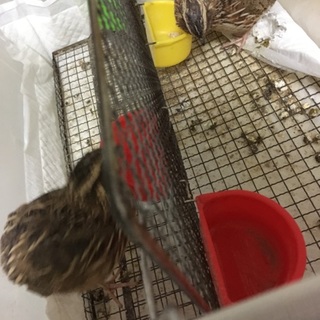 元気な並うずら(雄)3匹