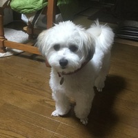 パピ