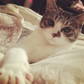 キュートボーイなキジ白くん(=^･ω･^=)♪