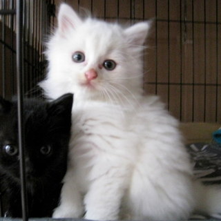 ふわふわ長毛の男の子