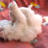 ふわふわ長毛の男の子 サムネイル5