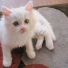 ふわふわ長毛の男の子 サムネイル7