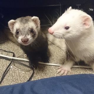 育ち盛りの2匹です♂♀一緒に引き取って頂ける方募集