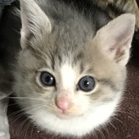 テルーシュ