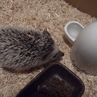 ハリネズミ里親募集。2017/9/2生まれ