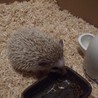ハリネズミ里親募集。2017/9/2生まれ サムネイル2