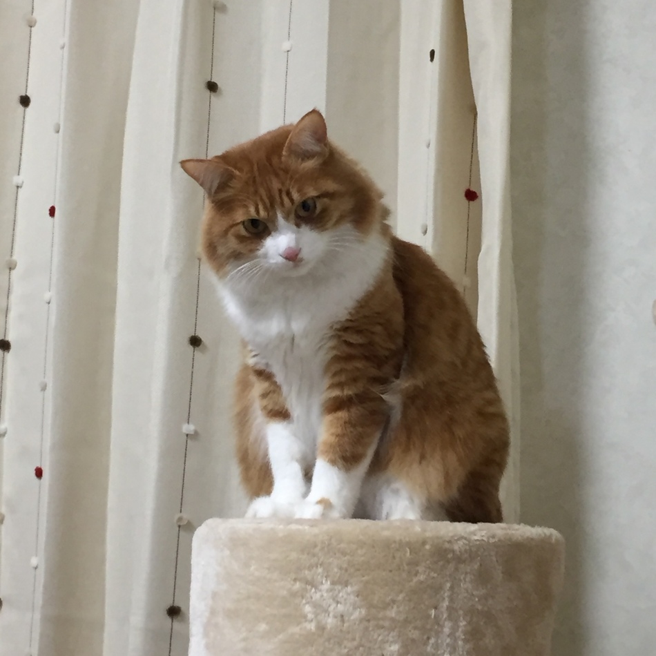 チロルのカバー写真